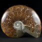 Fossilien Geschenke polierter Ammonit aus MAdagaskar