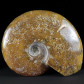 Großer polierter Madagaskar Ammonit Cleoniceras besairiei