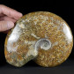 Großer polierter Ammonit Cleoniceras aus der Kreidezeit