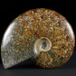 Polierter Madagaskar Ammonit Cleoniceras besairiei