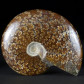 Kreide Ammoniten aus Madagaskar Cleoniceras besairiei