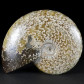 Schöner Madagaskar Ammonit mit tollen Lobenlinien