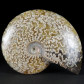 Eindrucksvoller polierter Ammonit Cleoniceras aus Madagaskar