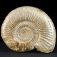 Jura Ammoniten aus Madagaskar