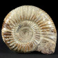 Ammoniten Oberjura Madagaskar Divisosphinctes Perisphinctes