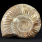Fossilien natur Ammonit Divisosphinctes aus Madagaskar