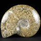 Schöner polierter Ammonit Cleoniceras aus Madagaskar