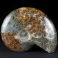 Schöner polierter Ammonit aus der Kreidezeit