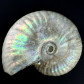 Fossilien Perlmutt-Ammonit Cleoniceras aus der Kreidezeit