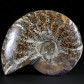 Fossilien Madagaskar Ammoniten Cleoniceras besairiei