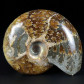 Desmoceras latidorsatum versteinerter Unterkreide Ammonit