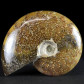 Cleoniceras besairiei versteinerter Ammonit aus Madagaskar