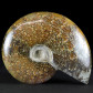 Fossilien aus Madagaskar polierter Ammonit Cleoniceras