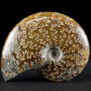 Versteinerter Ammonit aus Madagaskar Cleoniceras besairiei