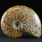 Schöner Ammonit Cleoniceras aus Madagaskar