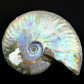 Perlmutt-Ammonit Cleoniceras aus der Kreidezeit