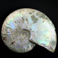 Versteinerter Ammonit Cleoniceras mit Perlmuttschale Kreidezeit