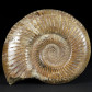 Fossilien versteinerter Ammonit Divisosphinctes aus Madagaskar