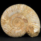 Fossilen natürlicher versteinerter Ammonit aus MAdagaskar