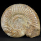 Fossilien Ammoniten Divisosphinctes aus der Oberjura