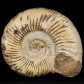 Fossilien großer Jura Ammonit aus Madagaskar Divisosphinctes sp.