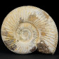 Jura Ammoniten natur aus Madagaskar