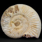 Fossilien Geschenke Jura Ammonit naturbelassen Divisosphinctes