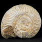 Fossilien Madagaskar Jura Ammonit Divisosphinctes