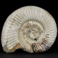 Jura Ammonit aus Madagaskar Divisosphinctes sp.