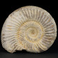 Versteinerter Jura Ammonit Divisosphinctes Perisphinctes