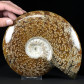 Top Ammonit Cleoniceras aus MAdagaskar zum Kaufen