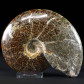 Herrlicher Ammonit Cleoniceras aus Madagaskar zum Kaufen