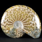 SChöner polierter Ammonit Cleoniceras aus Madagaskar