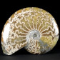 Fossilien herrlicher Unterkreide Ammonit poliert aus Madagaskar