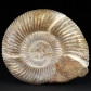 Jura Ammoniten Kranaosphinctes Divisosphinctes