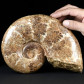 Großer Jura Ammonit Hemilytoceras aus Madagaskar