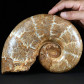 Fossilien großer versteinerter Jura Ammonit Hemilytoceras