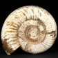 Großer Jura Ammonit Kranaosphinctes aus Madagaskar