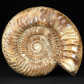 Sehr großer Jura Ammonit Kranaosphinctes aus Madagaskar