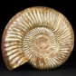 Fossilien Jura Ammonit Divisosphinctes aus Madagaskar