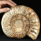 Riesiger Jura Ammonit Kranaosphinctes aus Madagaskar