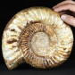 Fossilien riesiger Jura Ammonit Kranaosphinctes aus Madagaskar