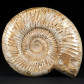 Divisosphinctes (Perisphinctes) versteinerter Ammonit aus Madagaskar