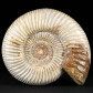 Jura Ammonit Divisosphinctes besairiei aus Madagaskar