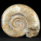 Fossilien Ammoniten Madagaskar Divisosphinctes (Perisphinctes)
