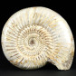 Ammoniten Madagaskar Divisosphinctes besairiei