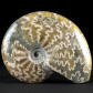 Fossilien versteinerte Ammoniten aus der Kreidezeit Madagaskar