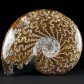 Schöner Unterkreide Ammonit cleoniceras aus Madagaskar