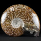 Fossilien Ammonit poliert aus der Kreidezeit von Madagaskar