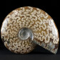 Fossilien Ammoniten poliert aus Madagaskar Cleoniceras besairiei